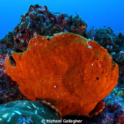 Commersons frogfish, Cocos Island, off the coast of Costa... by Michael Gallagher 